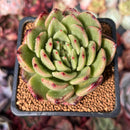 Echeveria Agavoides 'Reon' 2" Succulent Plant