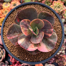 Echeveria 'Primadonna' Variegated 3" Succulent Plant