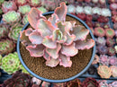 Echeveria 'Chantilly' Mutation Variegated 3" Succulent Plant *Blemished*