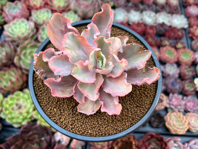 chantilly succulent Echeveria 'Chantilly' Mutation Variegated 3