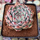 Echeveria 'Shimoyama' 3" Succulent Plant