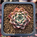 Echeveria 'Primavera' 1" Succulent Plant