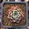 Echeveria 'Primavera' 1" Succulent Plant