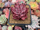 Echeveria Agavoides 'Sirus' 2"-3 Succulent Plant