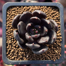 Echeveria 'Blackbird' 1" Succulent Plant