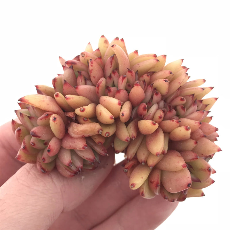 Echeveria Agavoides Mundy Crested 3” Rare Succulent Plant
