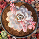 Echeveria 'Laui' 5"-6" Powdery Extra Large Succulent Plant