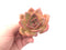 Echeveria Agavoides ‘Shallot’ 3” Succulent Plant