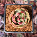 Echeveria 'Cherry Bomb' 2" Succulent Plant