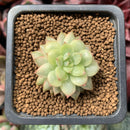Echeveria 'Golden Mebina' Variegated 1" Succulent Plant