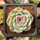Echeveria 'Essence' 1" Succulent Plant