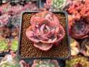 Echeveria 'Beyonce' Variegated 2" Succulent Plant