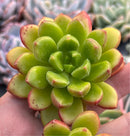 Cremneria 'Chubbs' (Cremnophila linguifolia x Echeveria setosa var. ciliata) 2" Succulent Plant