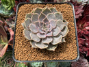 Echeveria 'Helena' Hybrid 3" Succulent Plant