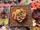 Echeveria 'Peach Wine' 1" Succulent Plant