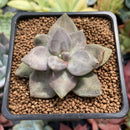 Echeveria 'Xichuensis' 2" Succulent Plant