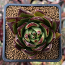 Echeveria Agavoides sp. 2" Succulent Plant