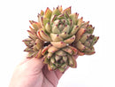 Echeveria Agavoides Maria Hybrid 6” Rare Succulent Plant