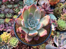 Echeveria 'Coral Red' 3"-4" Powdery New Hybrid Succulent Plant