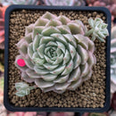 Echeveria 'Margaret' Variegated 3" Cluster Succulent Plant