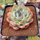 Echeveria 'Starmark' 2"-3" Succulent Plant