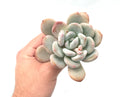 Pachyveria ‘Pearl Berry’ 4" Rare Succulent Plant