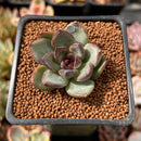 Echeveria 'Black Bear' 1" Succulent Plant
