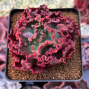 Echeveria 'Speed Bump' 3" Succulent Plant