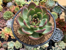 Echeveria Agavoides sp. 5" Succulent Plant