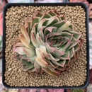 Echeveria 'Longissima' Hybrid 3" Cluster Succulent Plant