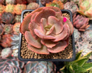 Echeveria 'Sunshine' New Hybrid 2" Succulent Plant