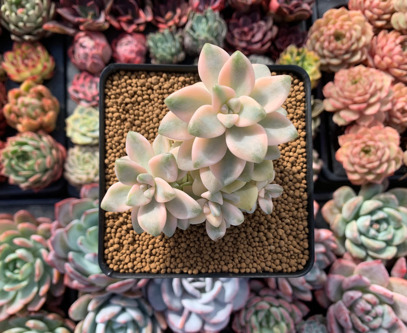 variegated titubans succulent Graptoveria 'Titubans' Variegated 3" Cluster Succulent Plant – True Succulents Plant Co