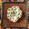 Echeveria 'Compton Carousel' Variegated 1" Succulent Plant