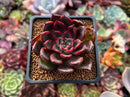 Echeveria Agavoides 'Red Bell' 2" Succulent Plant