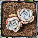 Echeveria 'Snow Shower' 2" Cluster Succulent Plant