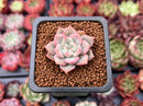 Echeveria 'Pastel Leon' 1" Small Succulent Plant