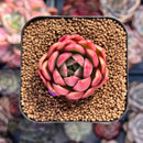 Echeveria 'Elouise' 1" New Hybrid Succulent Plant