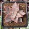 Echeveria 'Madiba' Hybrid 1"-2" Succulent Plant