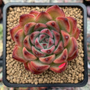 Echeveria Agavoides 'Fire Pillar' 2"-3" Succulent Plant