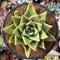 Echeveria Agavoides 'Maria' 4" Succulent Plant