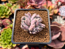 Echeveria 'Hamilton' 2" Cluster New Hybrid Succulent Plant