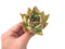 Echeveria Agavoides ‘Deigo Sunset’ 2"-3" Succulent Plant