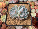 Echeveria 'Elegans Potosina' 2"-3" Powdery Succulent Plant
