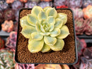 Echeveria 'Bluette' Variegated 2" Succulent Plant