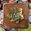 Echeveria 'Monocerotis' Variegated 1" Succulent Plant