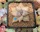 Echeveria 'Xichuensis' 2" Succulent Plant