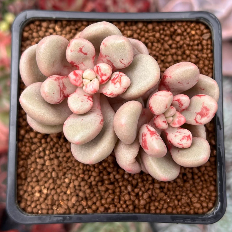 avant garde succulent Echeveria 'Avant-garde' 2" Succulent Plant – True Succulents Plant Co