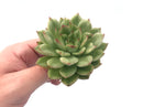 Echeveria Agavoides ‘Eve’ Variegated 3” Rare Succulent Plant