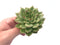 Echeveria Agavoides ‘Eve’ Variegated 3” Rare Succulent Plant