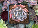 Echeveria 'Swan Lake' 2" Succulent Plant